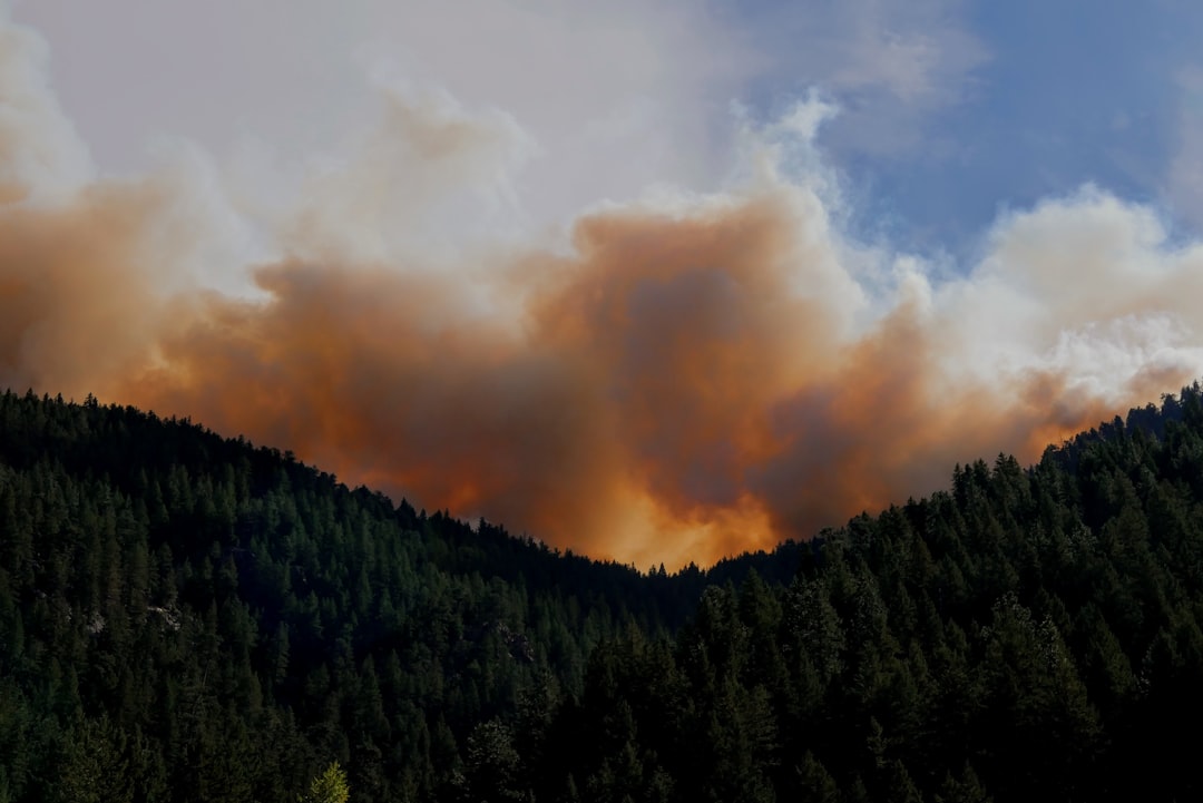 Forest, politics, wildfire, environment, government