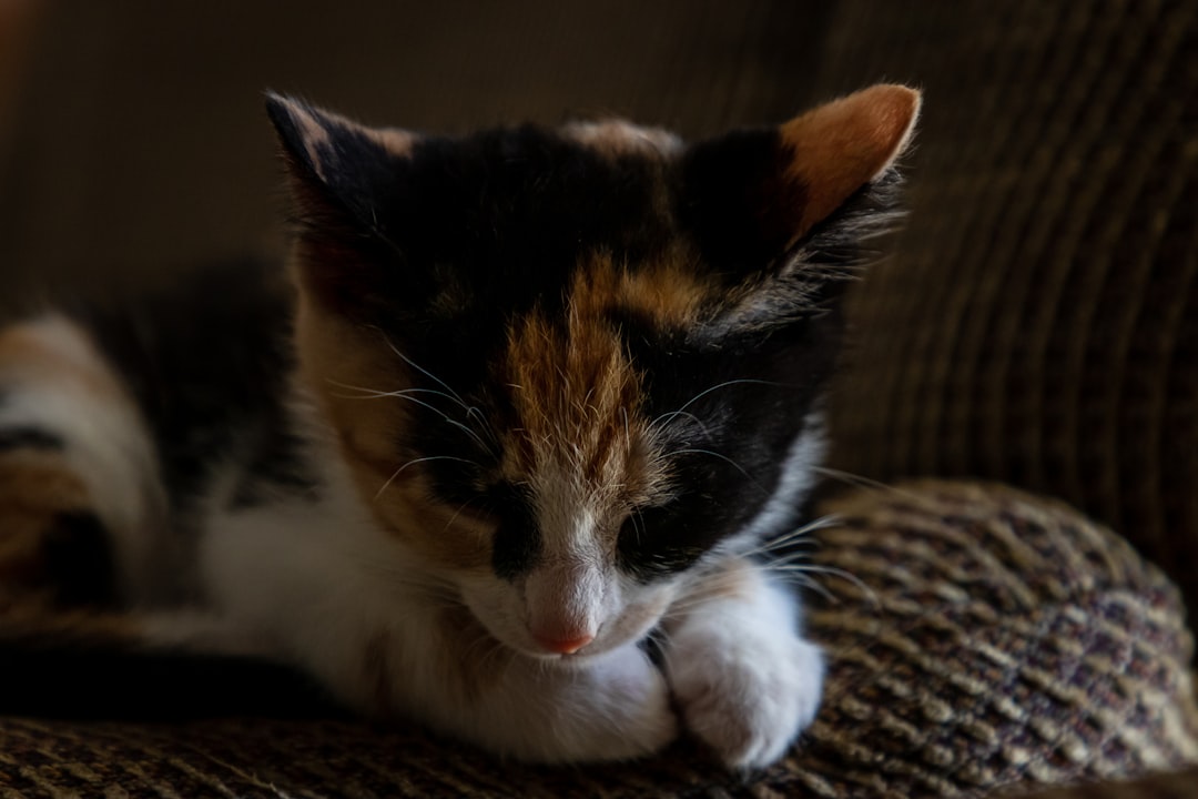 Brightside, events, animals, community