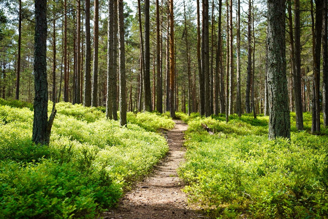 Forest, environment, climate, weather