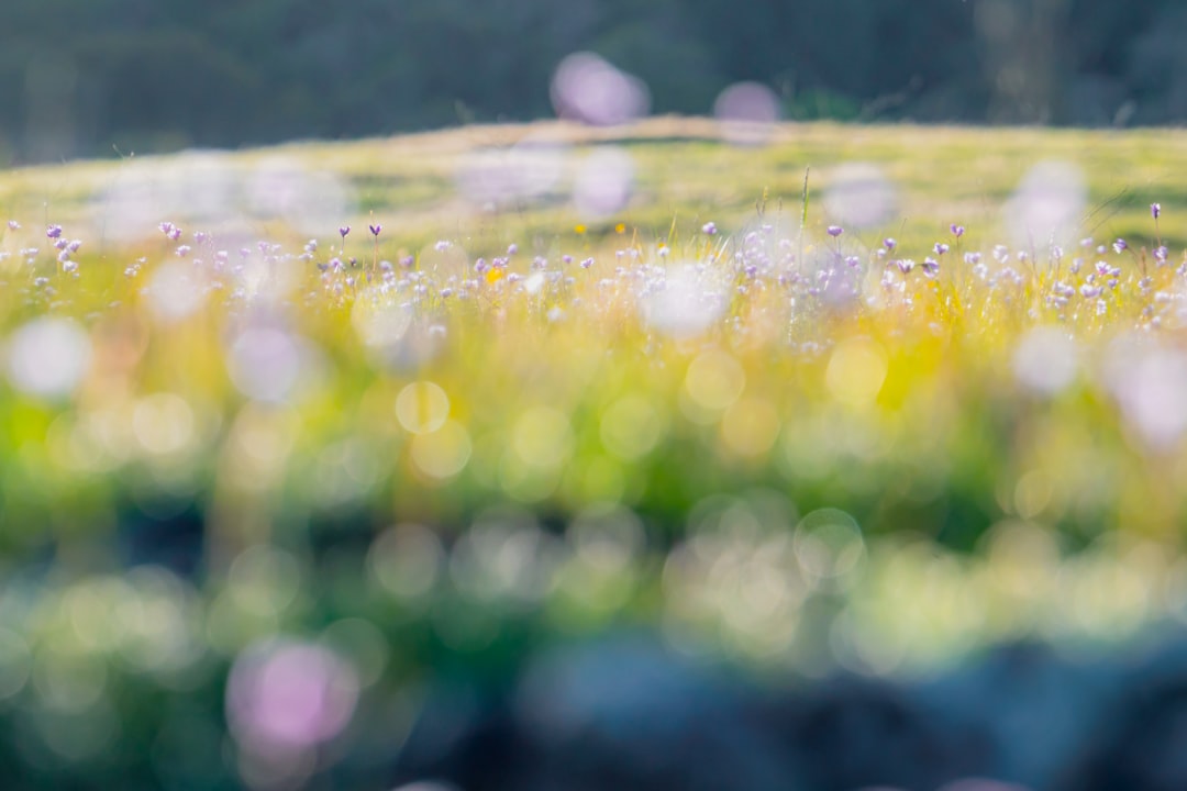 Garden Valley, Yosemite Valley, environment, wildlife, conservation