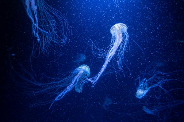 Likely, science, ocean, discovery, nature