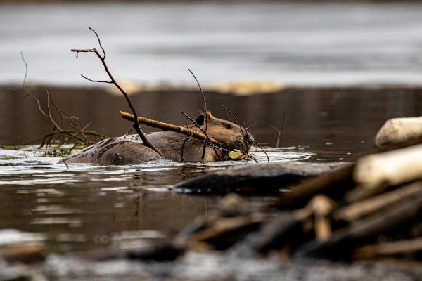 Forest, London, environment, wildlife, climate change, flooding
