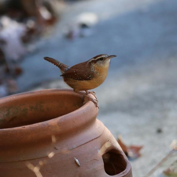 Truckee, events, nature, birding