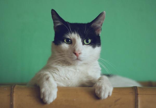 Alpine, Truckee, Tahoe, pets, adoption, animals
