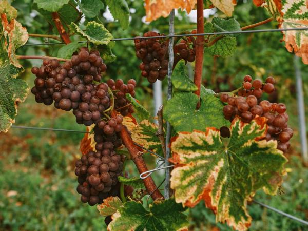 Ukiah, Calpella, agriculture, pest, wine, health, Kern County, Mendocino County, Lake County, Warning