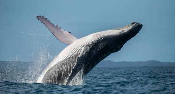 Morro Bay, wildlife, events, tourism