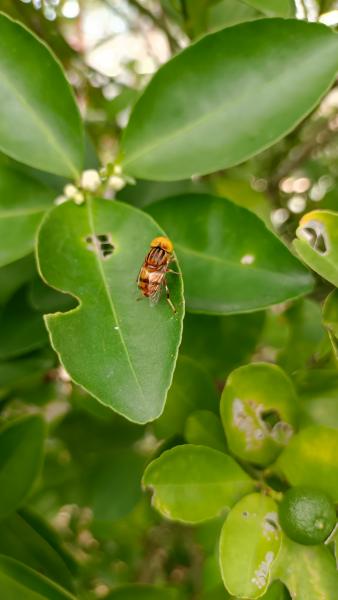 Antioch, Richmond, Danville, Concord, agriculture, pest, wine, health