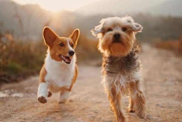animals, adoption, community, events
