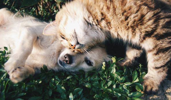 Bakersfield, adoption, pets, animals