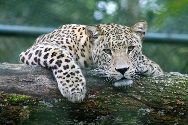 Santa Barbara, environment, conservation, wildlife, shipping